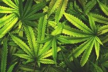 Marijuana Leaves